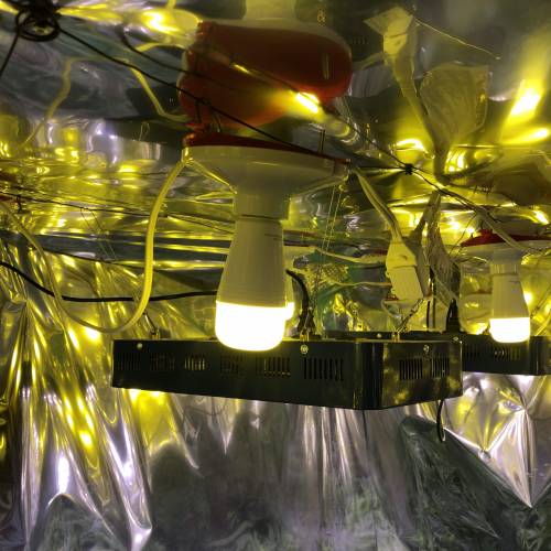 Hawaiian Puff Clone 2020 (I). Week 18