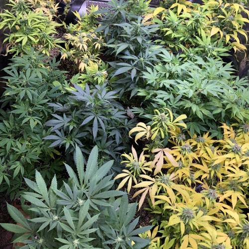 Hawaiian Puff Clone 2020 (I). Week 18