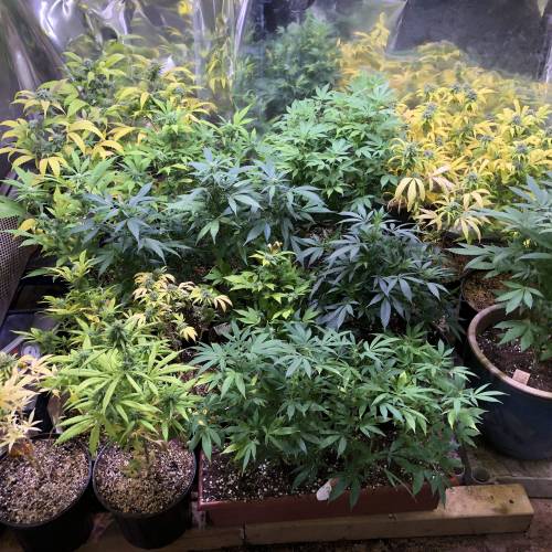 Hawaiian Puff Clone 2020 (I). Week 18