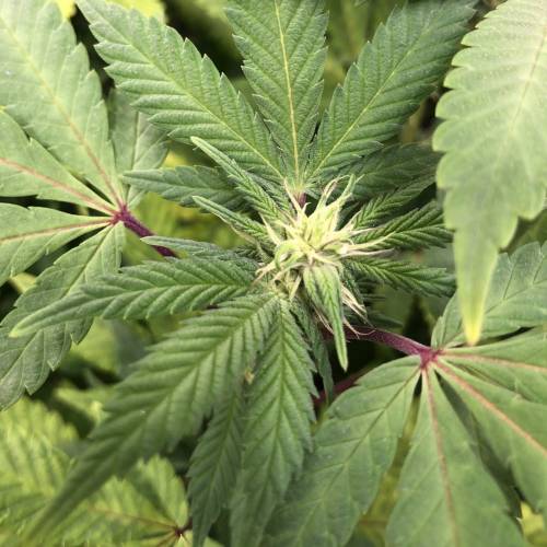 Hawaiian Puff Clone 2020 (I). Week 19