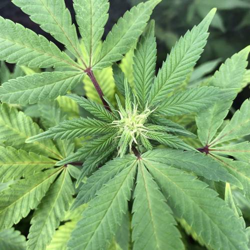 Hawaiian Puff Clone 2020 (I). Week 19