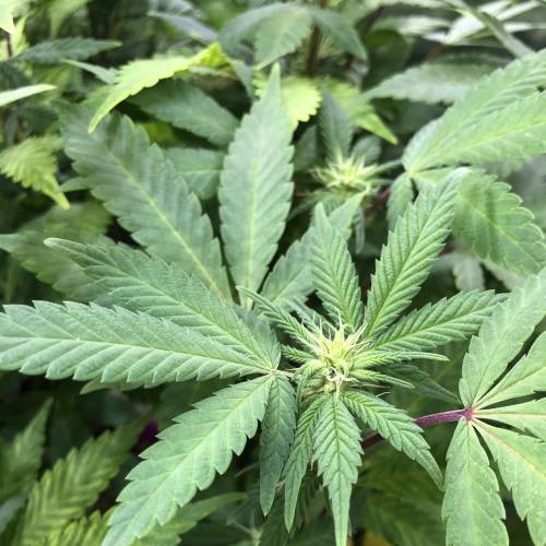 Hawaiian Puff Clone 2020 (I). Week 19