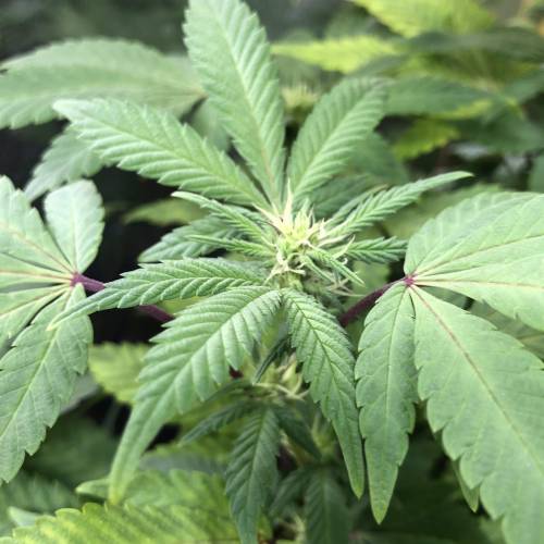 Hawaiian Puff Clone 2020 (I). Week 19