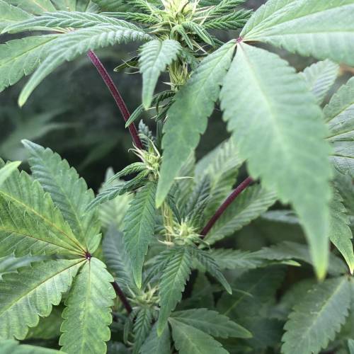 Hawaiian Puff Clone 2020 (I). Week 19