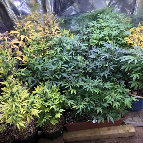 Hawaiian Puff Clone 2020 (I). Week 19