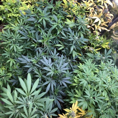 Hawaiian Puff Clone 2020 (I). Week 19