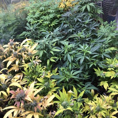 Hawaiian Puff Clone 2020 (I). Week 19