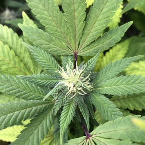 Hawaiian Puff Clone 2020 (I). Week 20