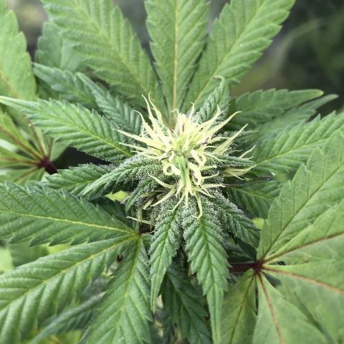 Hawaiian Puff Clone 2020 (I). Week 20