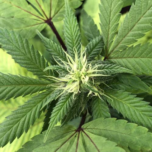 Hawaiian Puff Clone 2020 (I). Week 20