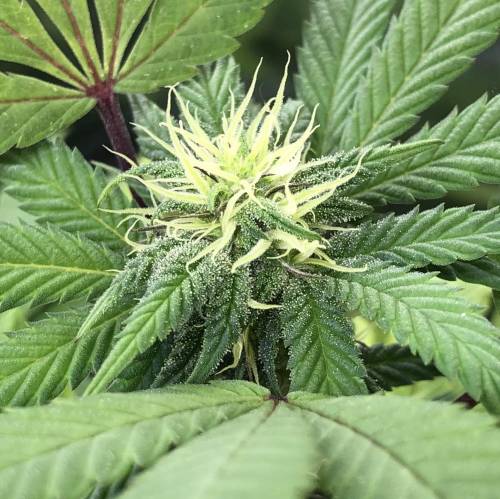 Hawaiian Puff Clone 2020 (I). Week 20