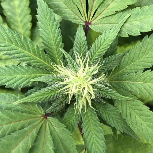 Hawaiian Puff Clone 2020 (I). Week 20