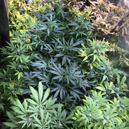 Hawaiian Puff Clone 2020 (I). Week 20