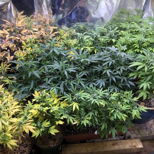 Hawaiian Puff Clone 2020 (I). Week 20