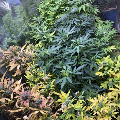 Hawaiian Puff Clone 2020 (I). Week 20