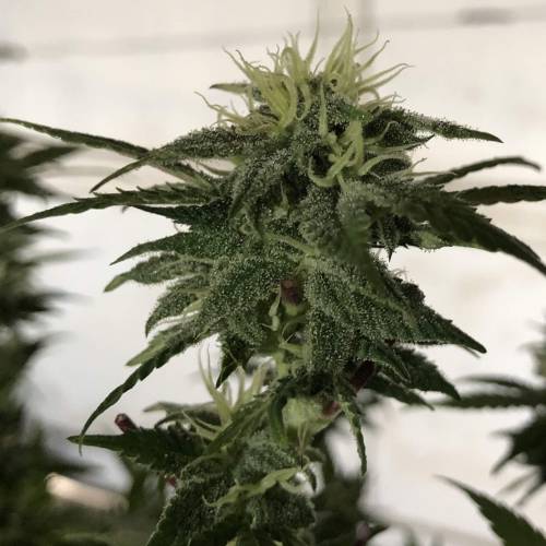 Hawaiian Puff Clone 2020 (I). Week 21