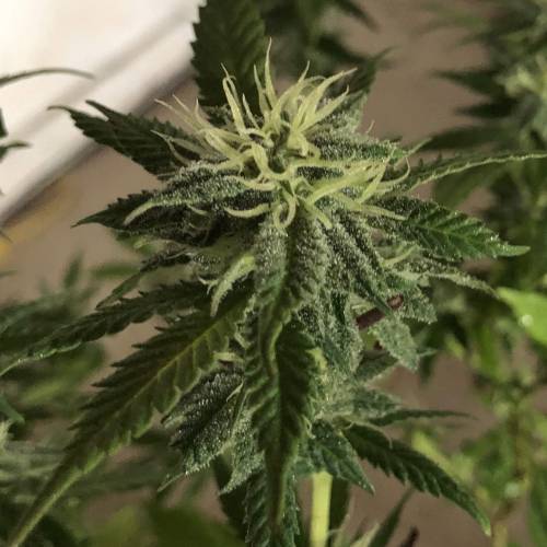 Hawaiian Puff Clone 2020 (I). Week 21