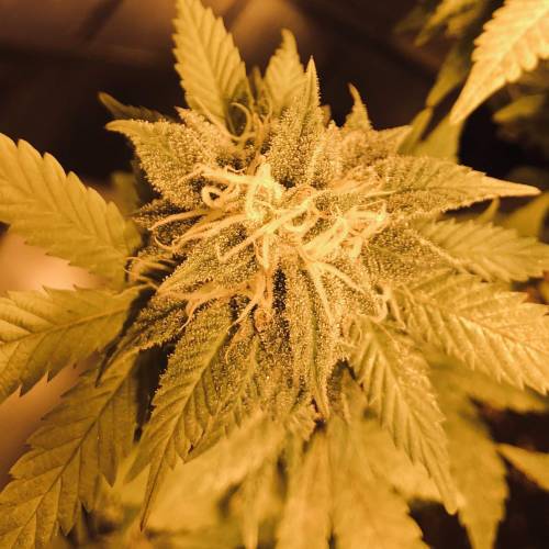 Hawaiian Puff Clone 2020 (I). Week 22