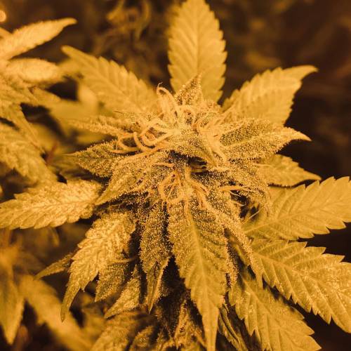 Hawaiian Puff Clone 2020 (I). Week 22