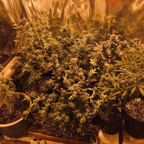 Hawaiian Puff Clone 2020 (I). Week 22