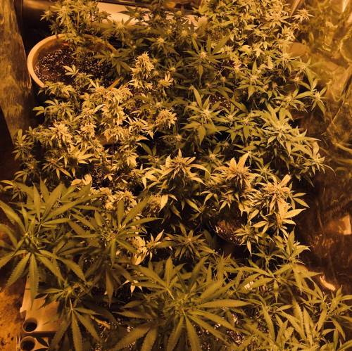 Hawaiian Puff Clone 2020 (I). Week 22