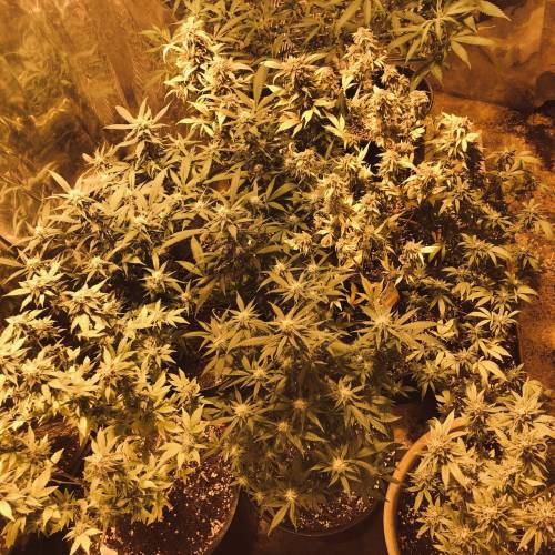 Hawaiian Puff Clone 2020 (I). Week 22