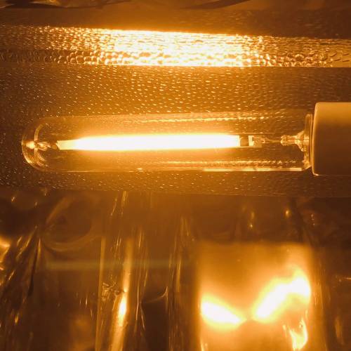 Hawaiian Puff Clone 2020 (I). Week 22