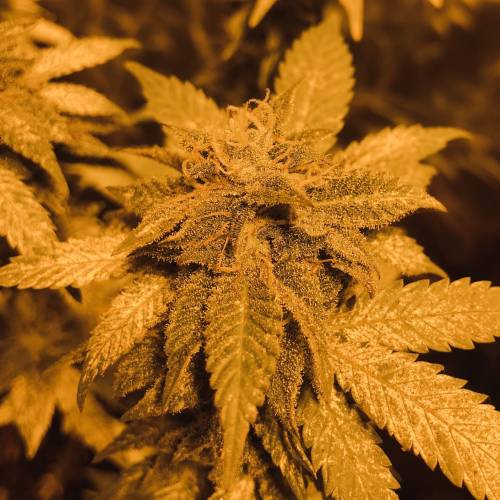 Hawaiian Puff Clone 2020 (I). Week 23