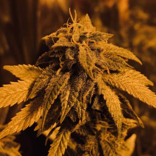 Hawaiian Puff Clone 2020 (I). Week 23