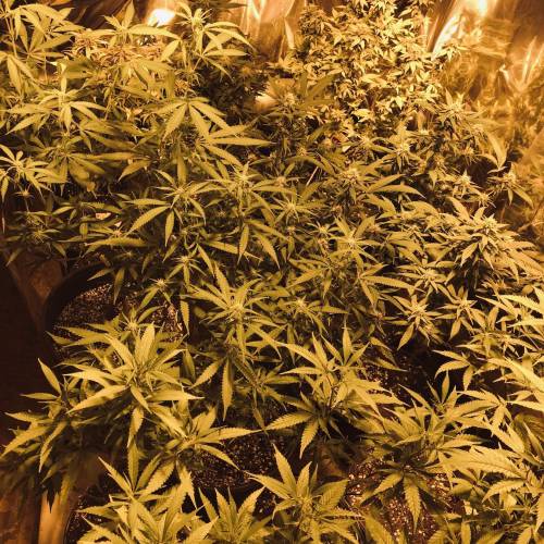 Hawaiian Puff Clone 2020 (I). Week 23