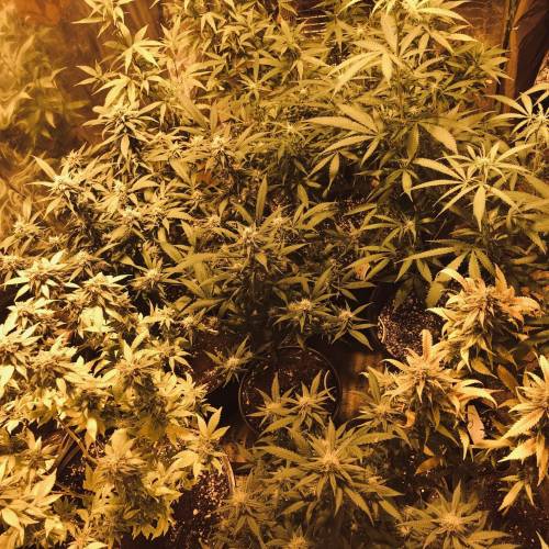 Hawaiian Puff Clone 2020 (I). Week 23