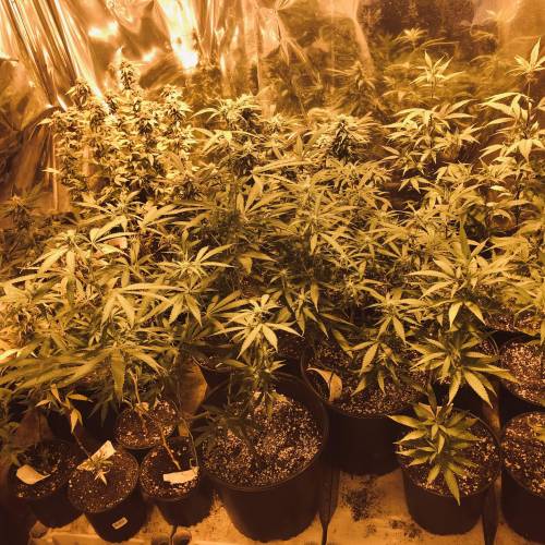 Hawaiian Puff Clone 2020 (I). Week 23