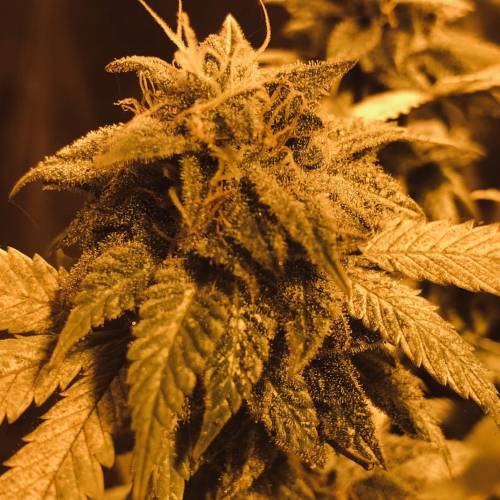 Hawaiian Puff Clone 2020 (I). Week 24