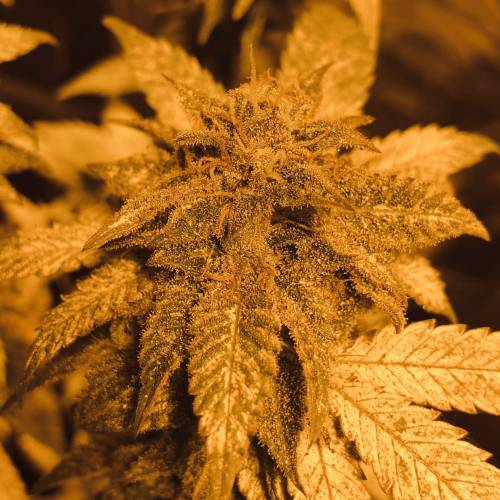 Hawaiian Puff Clone 2020 (I). Week 24