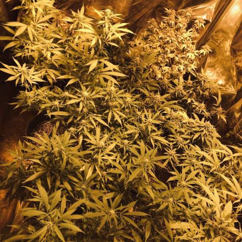 Hawaiian Puff Clone 2020 (I). Week 24