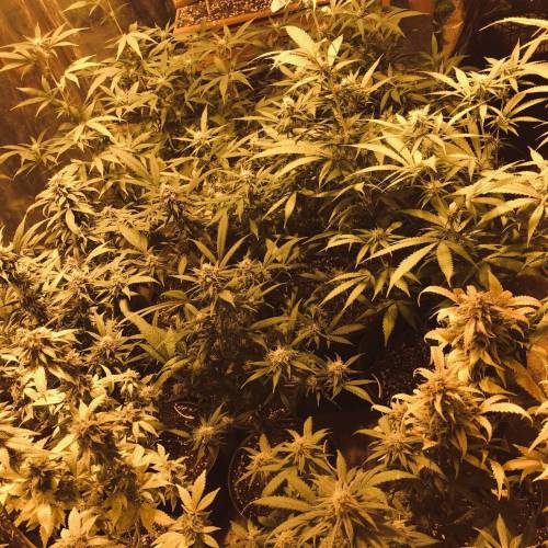 Hawaiian Puff Clone 2020 (I). Week 24