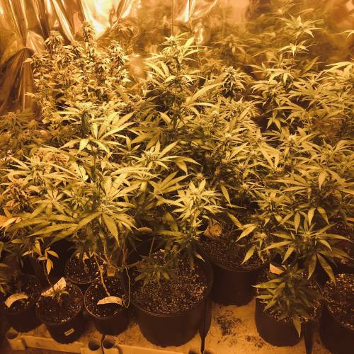 Hawaiian Puff Clone 2020 (I). Week 24