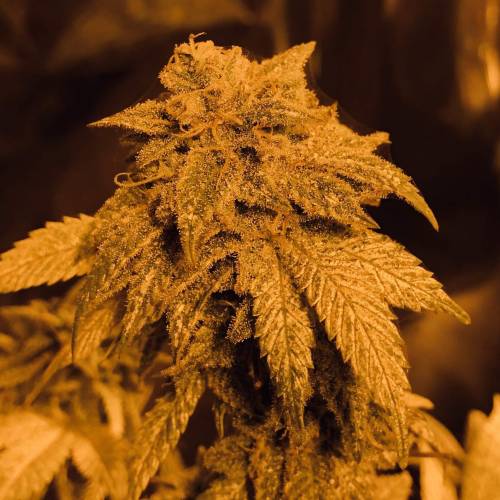 Hawaiian Puff Clone 2020 (I). Week 25