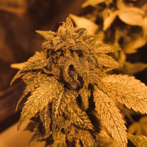 Hawaiian Puff Clone 2020 (I). Week 25