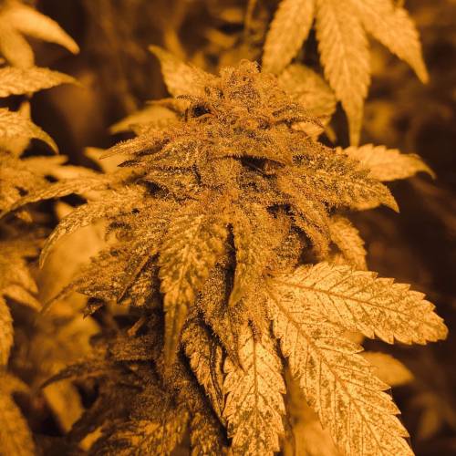 Hawaiian Puff Clone 2020 (I). Week 25