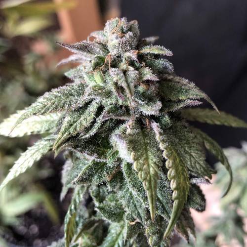 Hawaiian Puff Clone 2020 (I). Week 26