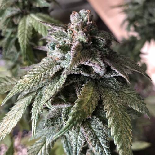 Hawaiian Puff Clone 2020 (I). Week 26