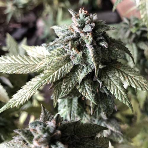 Hawaiian Puff Clone 2020 (I). Week 26