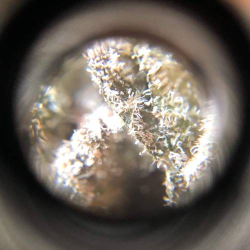 Hawaiian Puff Clone 2020 (I). Week 27