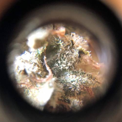 Hawaiian Puff Clone 2020 (I). Week 27