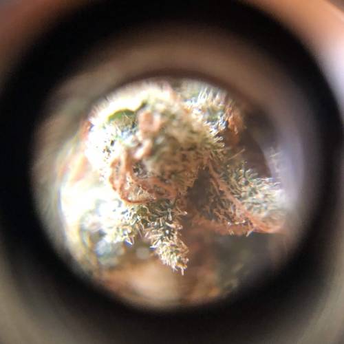 Hawaiian Puff Clone 2020 (I). Week 27