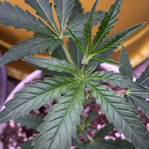 Trainwreck Clones 2020 (V & VI). Week 4