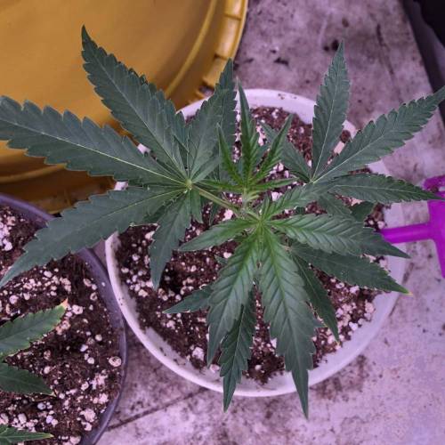 Trainwreck Clones 2020 (V & VI). Week 4