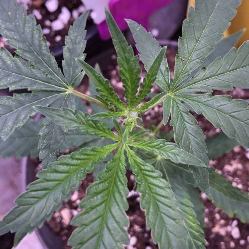 Trainwreck Clones 2020 (V & VI). Week 4