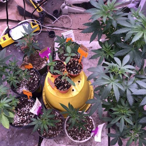 Trainwreck Clones 2020 (V & VI). Week 4